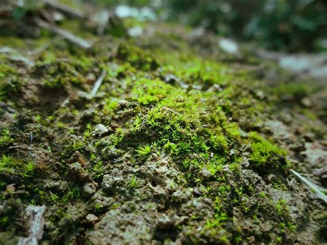 青苔 苔蘚|青苔（苔藓类植物）